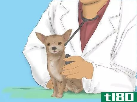 Image titled Care for a Pregnant Chihuahua Step 1