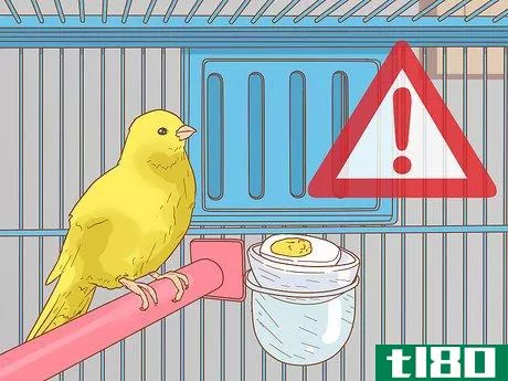 Image titled Care for Your Canary Step 13