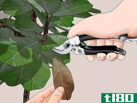 Image titled Care for a Fiddle Leaf Fig Step 7