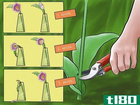 Image titled Care for Fresh Cut Tulips Step 1