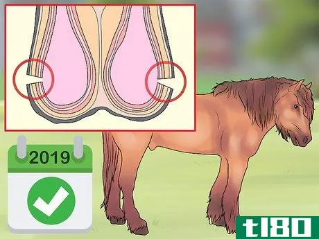 Image titled Castrate a Horse Step 15