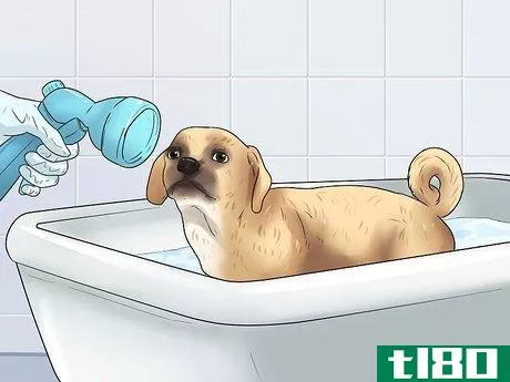 Image titled Care for Puggles Step 14