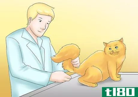 Image titled Care for a Cat with Kidney Failure Step 12