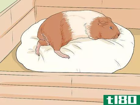 Image titled Care for a Guinea Pig with Pneumonia Step 10