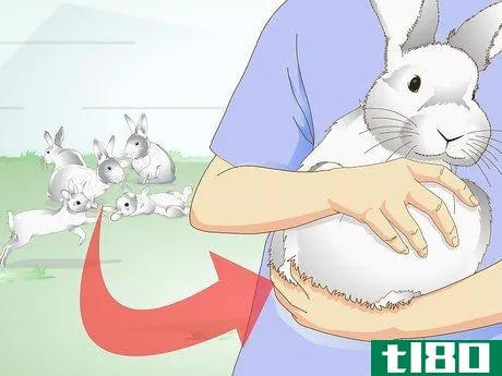 Image titled Care for a Rabbit with GI Stasis Step 14