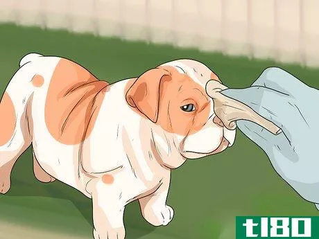 Image titled Care for an English Bulldog Step 2