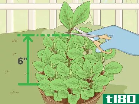 Image titled Care for a Basil Plant Step 15
