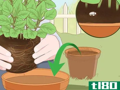 Image titled Care for a Basil Plant Step 11