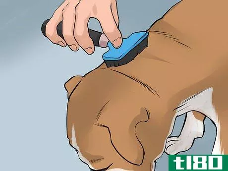 Image titled Care for an American Pit Bull Terrier Step 13