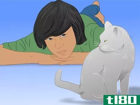 Image titled Care for Physically Abused Cats Step 14