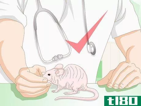 Image titled Care for a Hairless Rat Step 11