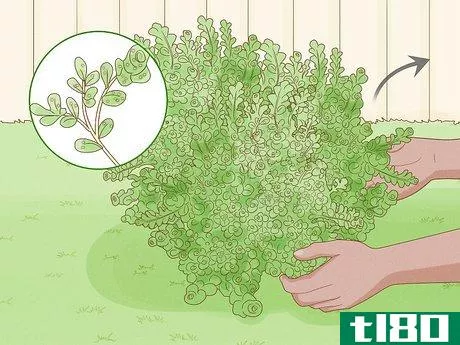 Image titled Care for Creeping Jenny Step 12