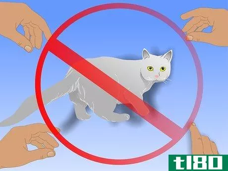 Image titled Care for Physically Abused Cats Step 8