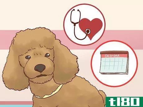 Image titled Care for a Poodle Step 12