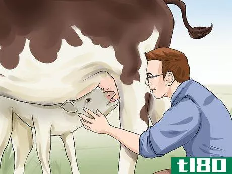 Image titled Care for Calves Step 5