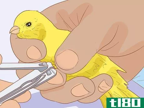 Image titled Care for Your Canary Step 11