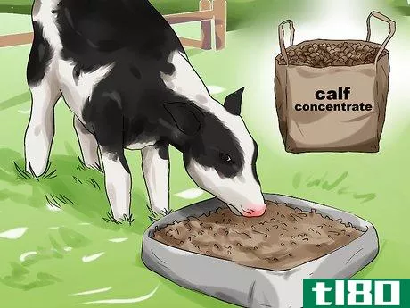Image titled Care for Calves Step 17