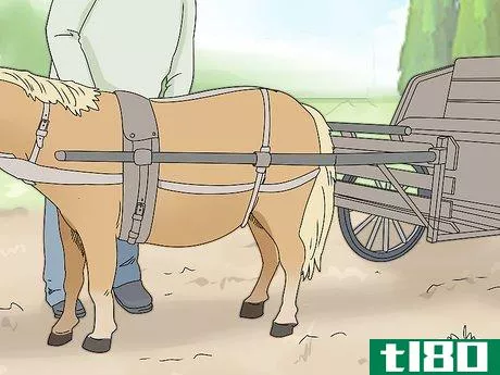 Image titled Keep a Miniature Horse Fit Step 14