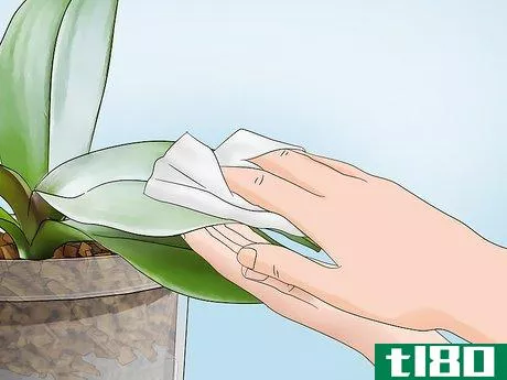 Image titled Clean Orchid Leaves Step 6