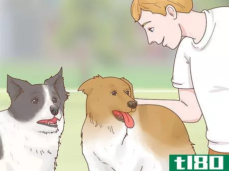 Image titled Care for a Border Collie Step 13