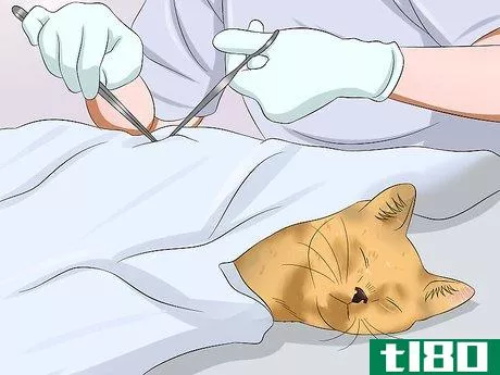 Image titled Care for an FIV Infected Cat Step 16