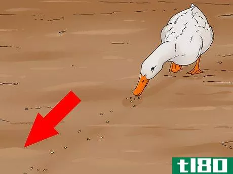 Image titled Catch a Duck Step 13