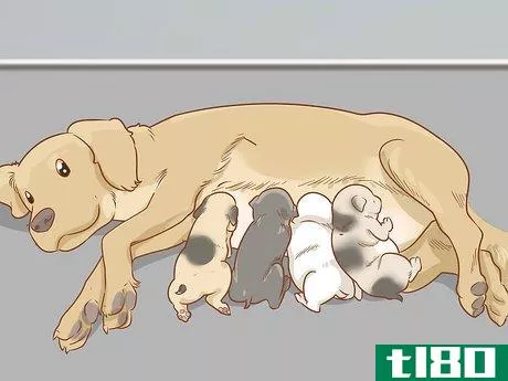 Image titled Care for a Dog Before, During, and After Pregnancy Step 14