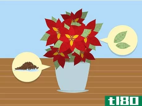 Image titled Care for Poinsettias Step 3