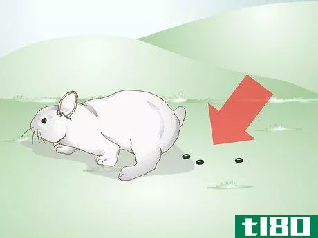 Image titled Care for a Rabbit with GI Stasis Step 1