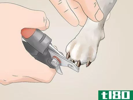 Image titled Keep a House Clean when You Have a Dog Step 12