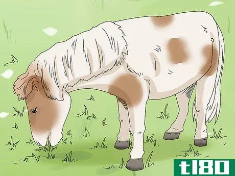 Image titled Keep a Miniature Horse Fit Step 17