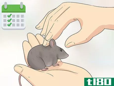 Image titled Care for an Injured Pet Mouse Step 8