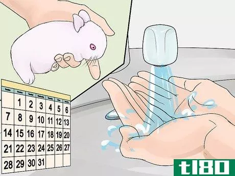 Image titled Care for Newborn Rabbits Step 11