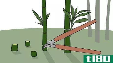 Image titled Kill Bamboo Step 1