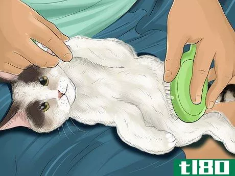 Image titled Care for a Turkish Van Step 3