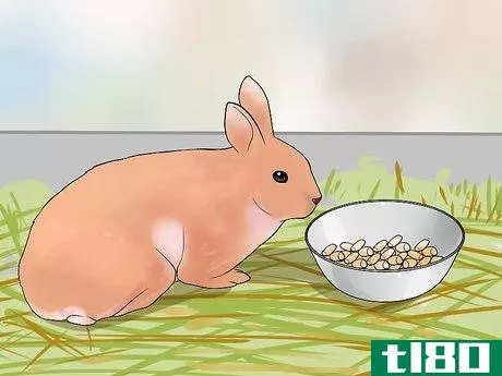 Image titled Care for Palomino Rabbits Step 10