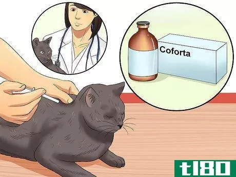 Image titled Care for an FIV Infected Cat Step 7