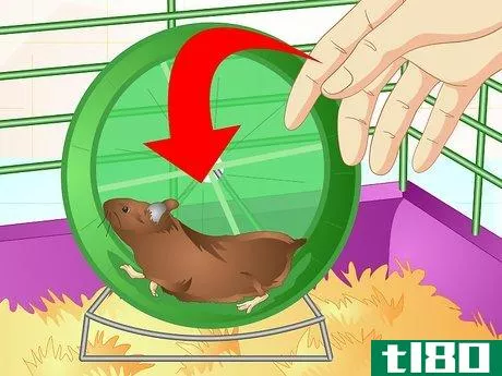 Image titled Care for Old Hamsters Step 10