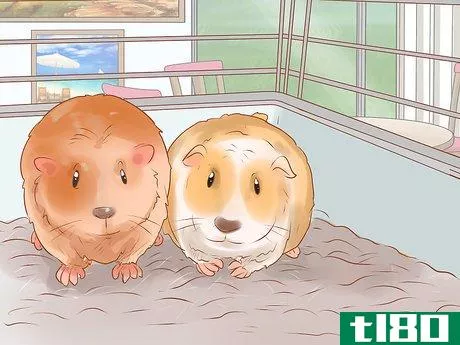 Image titled Care for a Crested Guinea Pig Step 16