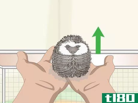 Image titled Carry a Hedgehog Step 13