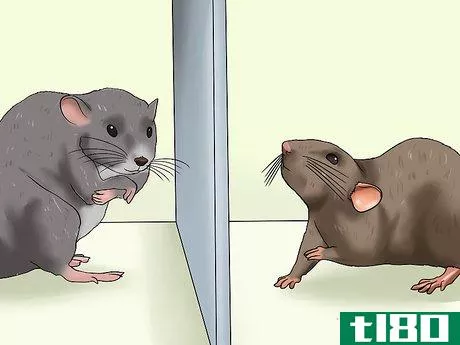 Image titled Care for a Pregnant Pet Rat Step 8