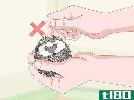 Image titled Carry a Hedgehog Step 9