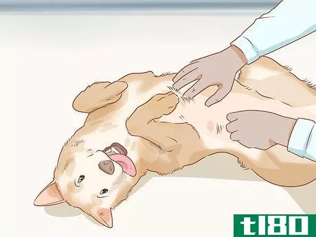 Image titled Care for a Dog Before, During, and After Pregnancy Step 19