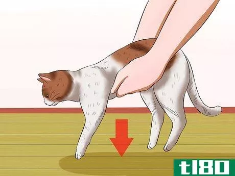 Image titled Carry a Cat Step 16