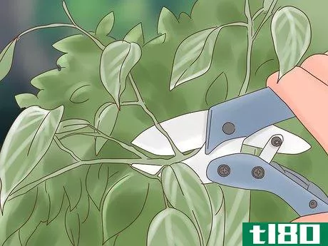 Image titled Care for Ficus Step 10