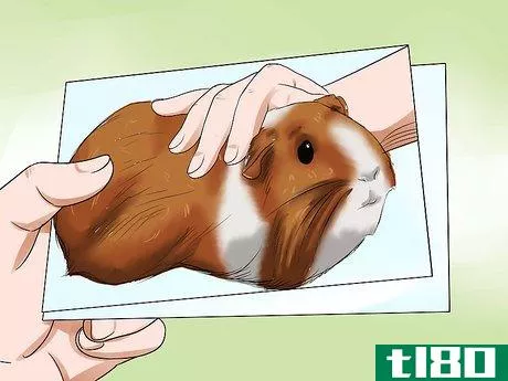 Image titled Care for a Dying Guinea Pig Step 12