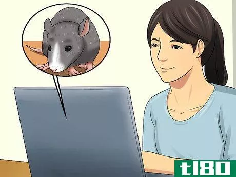 Image titled Care for a Pregnant Pet Rat Step 7