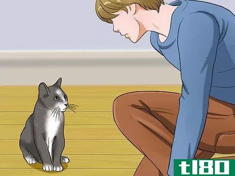 Image titled Calm Your Angry Cat Step 12