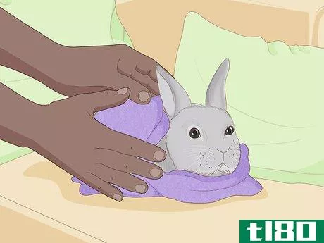 Image titled Care for an Injured Rabbit Step 5