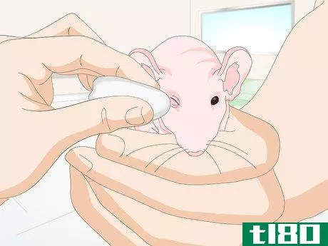 Image titled Care for a Hairless Rat Step 13
